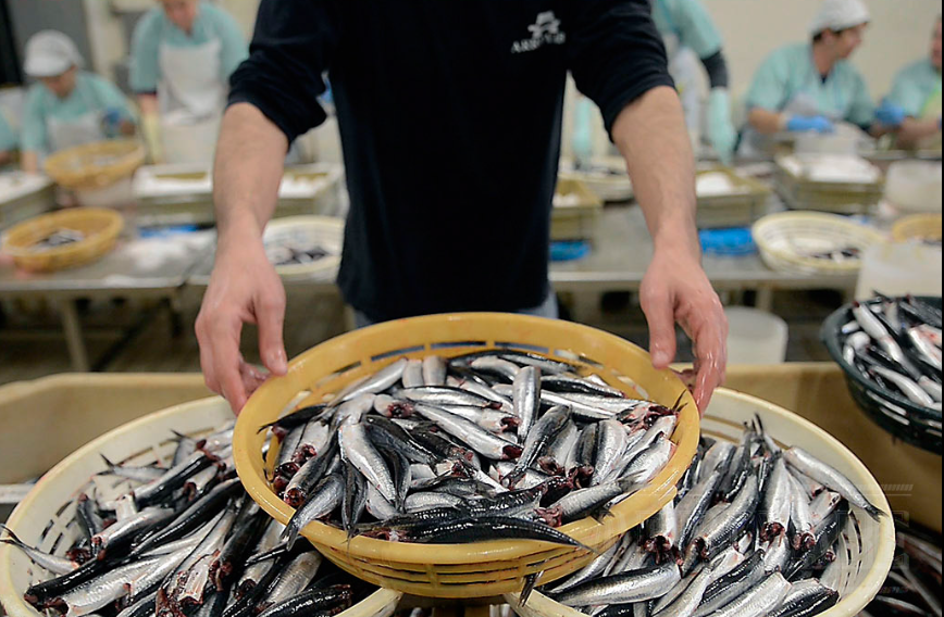 Experiencia de anchoas — evento QUEMO